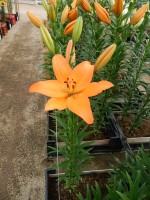 [5591 VH21 Burlington No01.JPG]